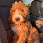 Profile Picture of Beau Crawford (@beau_thedoodle3) on Instagram