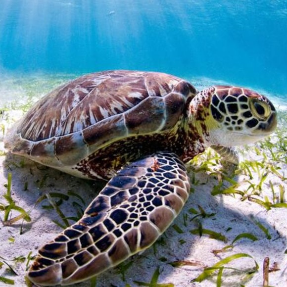 Profile Picture of Debbie Overbey (@tortugas4lyfe) on Poshmark