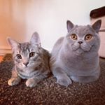 Profile Picture of Niels David & Gracie Lou (@niels_and_gracie) on Instagram