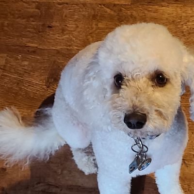 Profile Picture of Mike Kobayashi (@kobayasm01) on Twitter