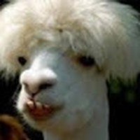 Profile Picture of Lacey Warner (@lacey-warner-11) on Quora