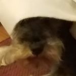 Profile Picture of Brennon Smith (@brennonlsmith) on Instagram