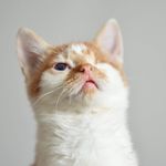 Profile Picture of vincento and amber (@vincento_and_amber_van_eye) on Instagram