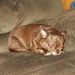 Profile Picture of Patti Dyer (@pattidyer12) on Pinterest