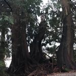 Alex/Tarrant - Instagram Profile Picture of Alex/Tarrant (@that.gay.alex) on Instagram