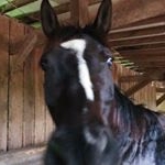 Profile Picture of Abby+Marshall (@my.ottb06) on Instagram