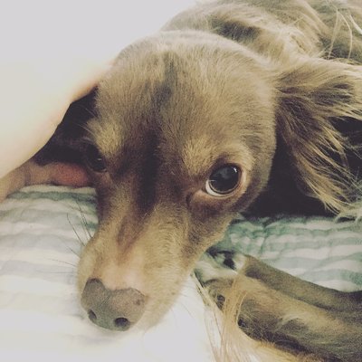 Profile Picture of Amy Clark (@ornate_mouse) on Twitter