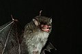 Beelzebub's tube-nosed bat - Wikipedia Profile Picture of Beelzebub's tube-nosed baton Wikipedia