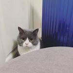 Profile Picture of 单子恩 (@amanda.shan) on Instagram