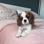 Profile Picture of Charlie 🐶🤍 (@charlie.kingcharlescavalier) on Instagram