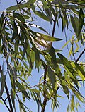 Profile Picture of Salix mucronataon Wikipedia