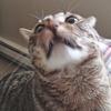 Profile Picture of Kurt Fowler516 (@@trukules) on Tiktok