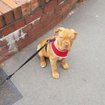 Profile Picture of Dexter the dogue (@dexterthedogueboyd) on Instagram