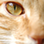 Profile Picture of Jay Liu (@jaywalker studio) on Flickr