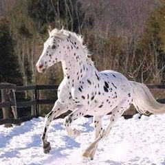 Adam Dody - Tiktok Profile Picture of Adam Dody (@adam.dody2) on Tiktok