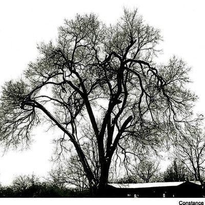 Profile Picture of Constance Lee Menefee (@ConnieMenefee) on Twitter