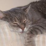 Profile Picture of Heidi Fowler (@bellefowler) on Pinterest