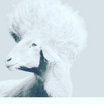 Profile Picture of I pegher de Brat (@brattonelcuore) on Instagram