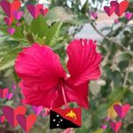 Profile Picture of Constance Maloney (@constance.maloney.9) on Instagram
