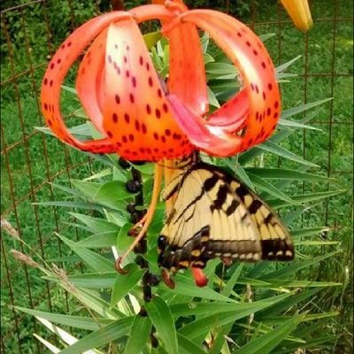 Profile Picture of Lawrence E. McCarthy (@LawrenceEMcCar2) on Twitter