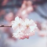 Giselle - Instagram Profile Picture of Giselle (@giselle_rivas1) on Instagram