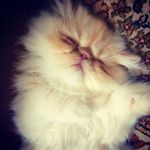 Profile Picture of Tara McCarthy (@mufasa_persian_kitty) on Instagram