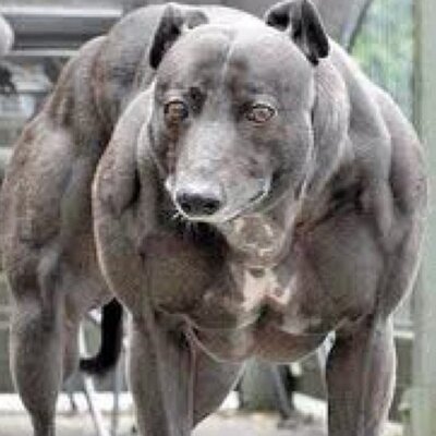 Profile Picture of Damien Gibbs (@GibbsDamien) on Twitter
