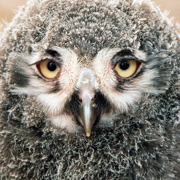 Profile Picture of Tamika Gillon (@tkinclev) on Poshmark