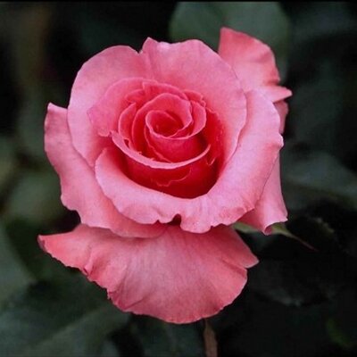 Profile Picture of DIVYA PILLAI (@DIVYAPILLAI2) on Twitter