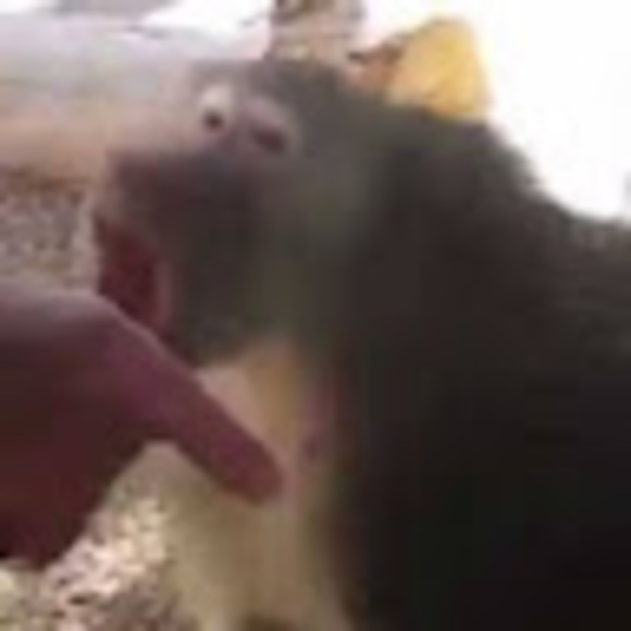 Profile Picture of Joey Shockley (@joey_shockley) on Poshmark