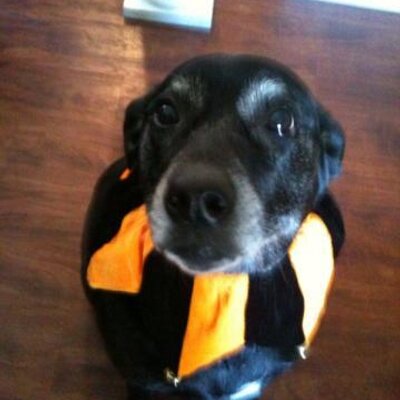 Profile Picture of Steve Vreeland | NJ (@SteveVreeland) on Twitter