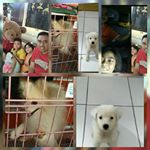 Profile Picture of marianindy032018 (@pointer_poodle) on Instagram