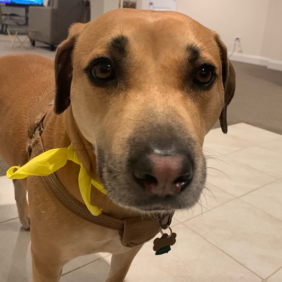 Profile Picture of Julia Henner (@juliahenner) on Poshmark