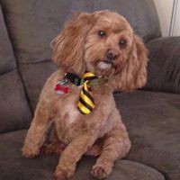 Profile Picture of Kim Engels Whipple (@kim-engels-whipple) on Quora