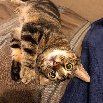 Profile Picture of Greg Leon (@gregleon16) on Twitter