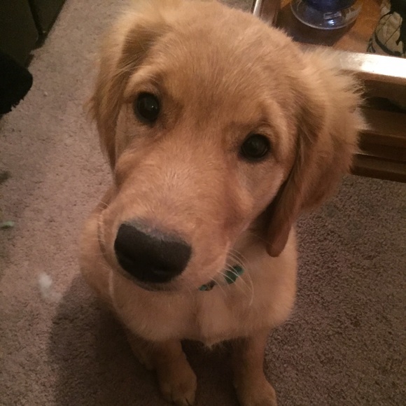 Profile Picture of Kelly Sanson (@ksanson17) on Poshmark