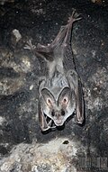 Profile Picture of Greater false vampire baton Wikipedia