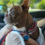 Rachel Arthur-Reardon - Instagram Profile Picture of Rachel Arthur-Reardon (@torquoisesky) on Instagram