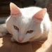 Profile Picture of Domino Thomas (@domino.thomas.1) on Facebook
