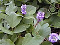 Profile Picture of Pueraria montana - Wikipediaon Wikipedia