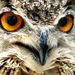 Profile Picture of Blake Womble (@owlofdarkness) on Pinterest