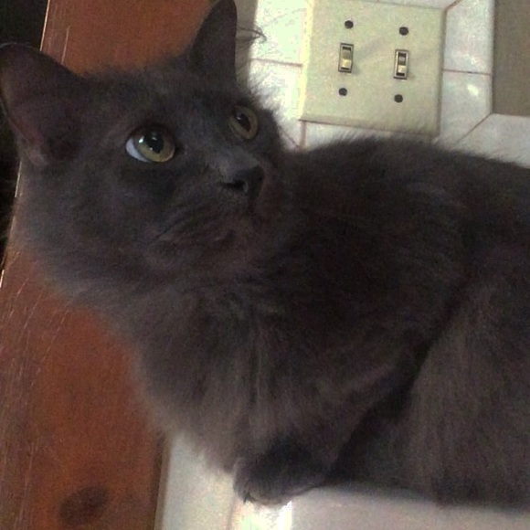 Profile Picture of Lacey Kirby (@lsk12345) on Poshmark