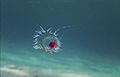Profile Picture of Turritopsis dohrniion Wikipedia