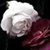 Profile Picture of Marie Tiessen (@Marie-Tiessen) on Facebook