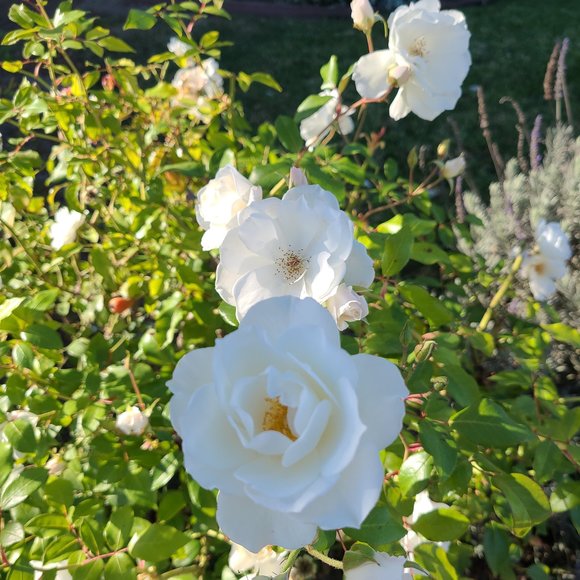 Profile Picture of Melli Taddei carmona (@melli_c) on Poshmark