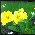 Profile Picture of Manoj John (@mano jo) on Flickr