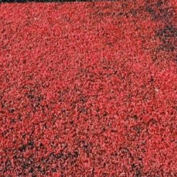 Profile Picture of Mckenzie Jackson (@m_jackson16) on Poshmark