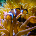 Profile Picture of Markus D?ring (@magnuzor) on Flickr