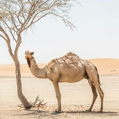 Profile Picture of Omar Muhammad Bajwa (@OmarMuhammadBa1) on Twitter