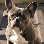 Profile Picture of Steven Maccarinelli (@stevenmaccarinelli) on Instagram